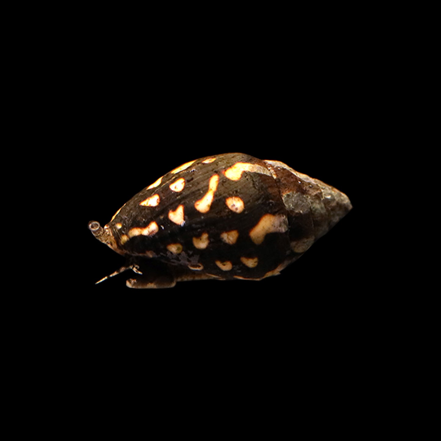 Lightning Dove Snail (Pictocolumbella ocellata)