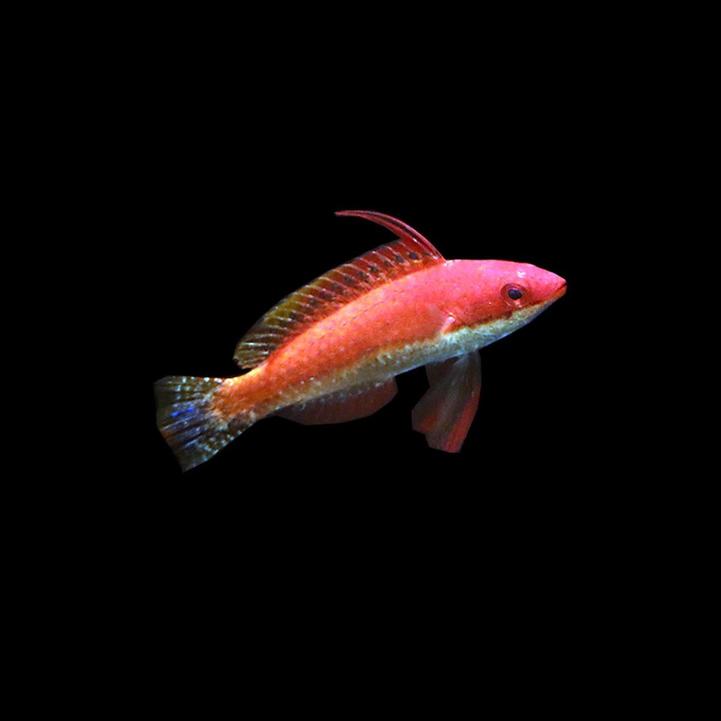 Longfin Fairy Wrasse (Cirrhilabrus rubriventralis)