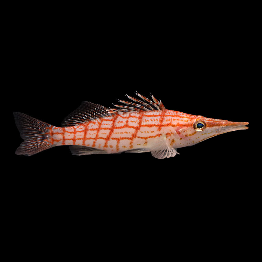 Longnose Hawkfish (Oxycirrhites typus)