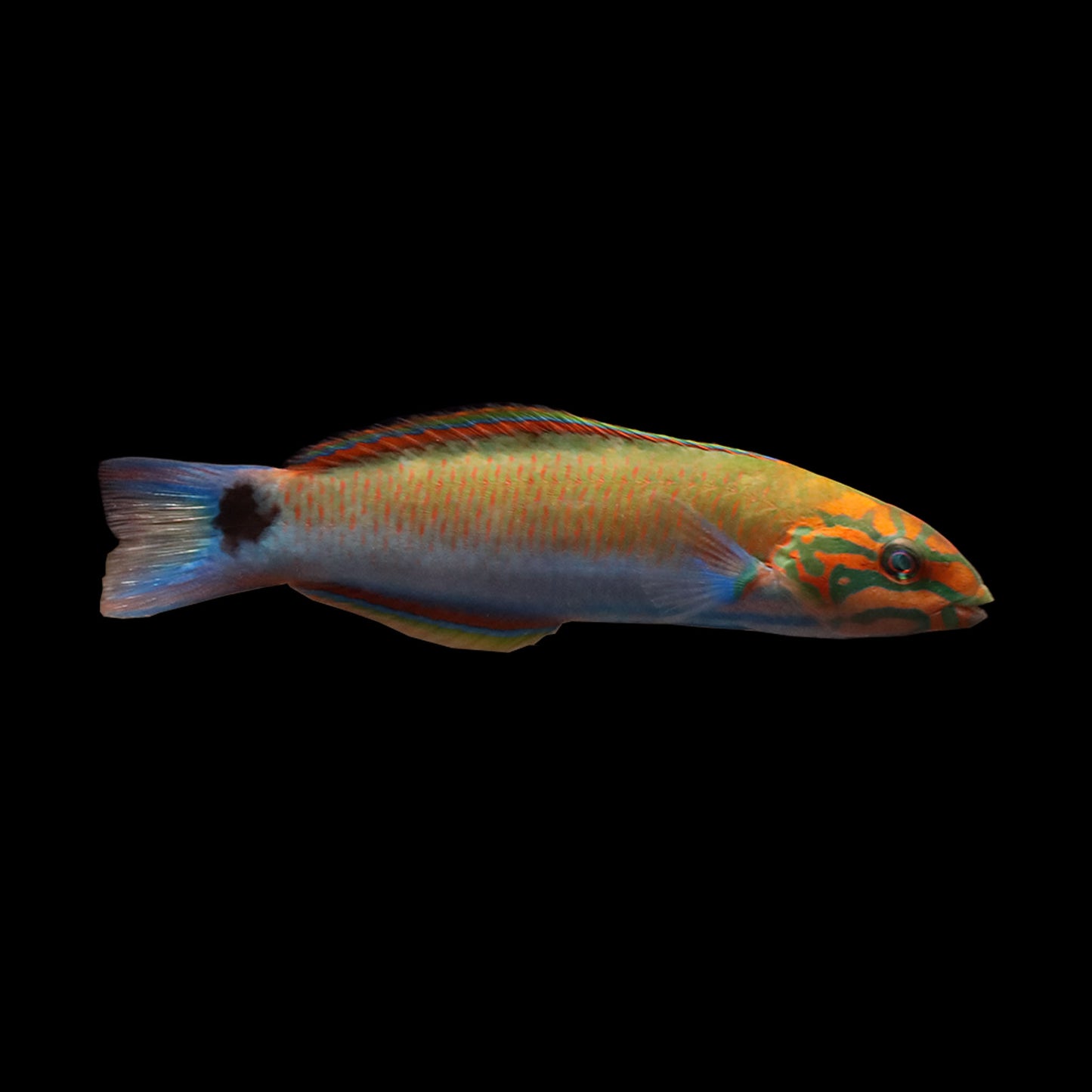 Lunar Wrasse (Thalassoma lunare)