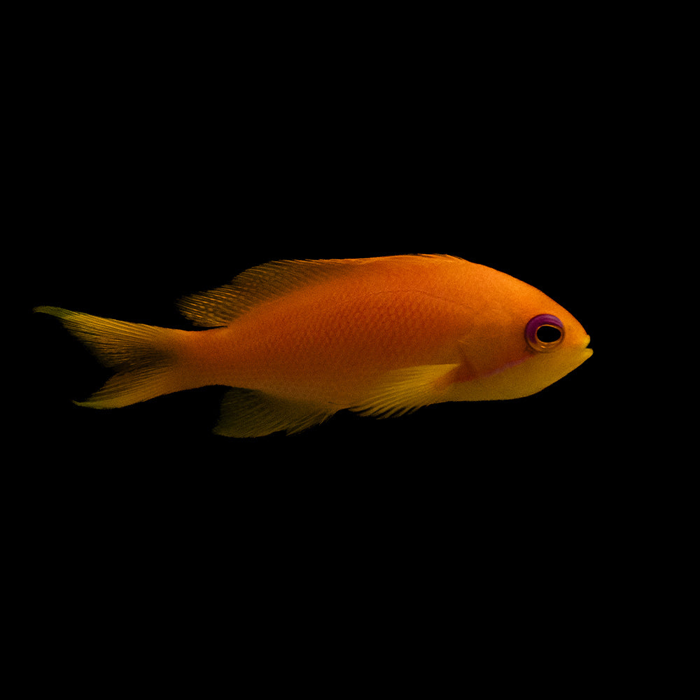 Lyretail Anthias (Pseudanthias squamipinnis)