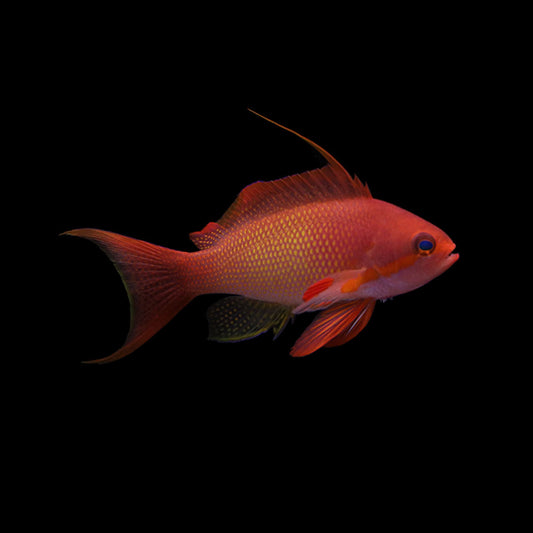 Lyretail Anthias (Pseudanthias squamipinnis)