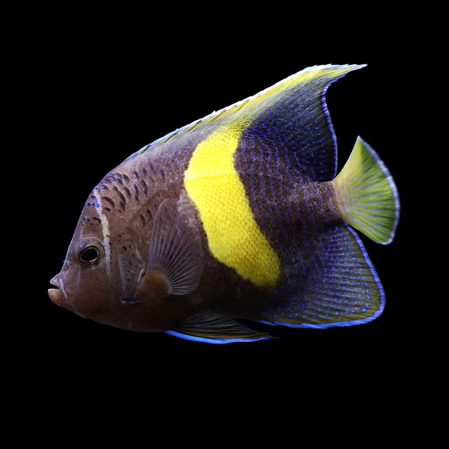 Maculosus Angelfish (Pomacanthus maculosus)