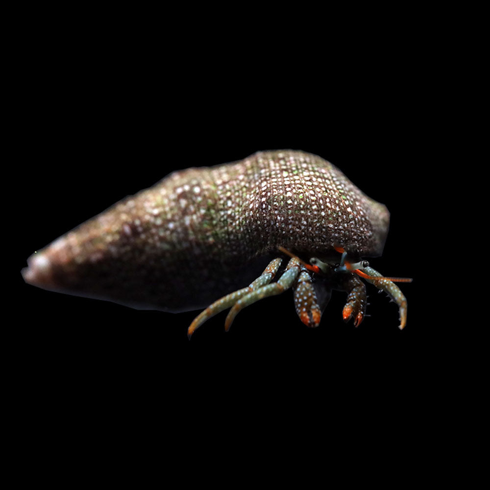 Mexican Red Leg Hermit Crab (Clibanarius digueti) 10 Pack