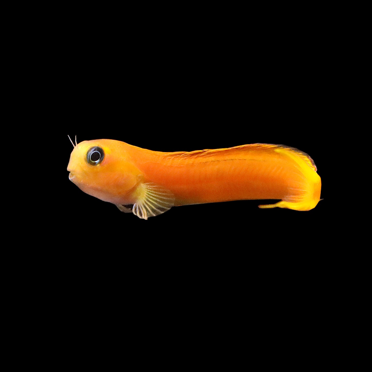 Midas Blenny (Ecsenius midas)