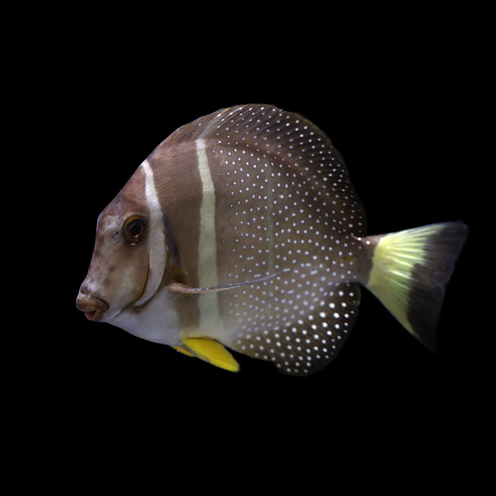 Mustard Tang (Acanthurus guttatus)