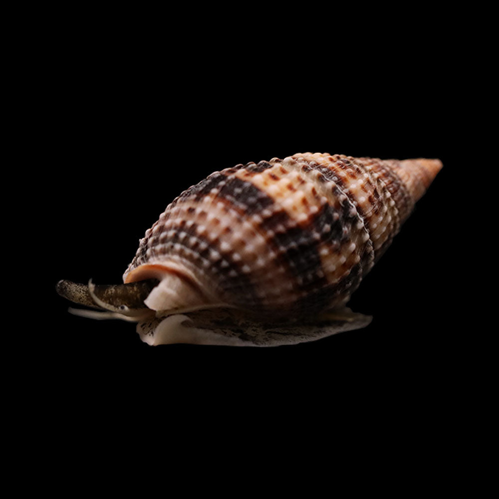 Nassarius Snail (Nassarius vibex) 5 Pack