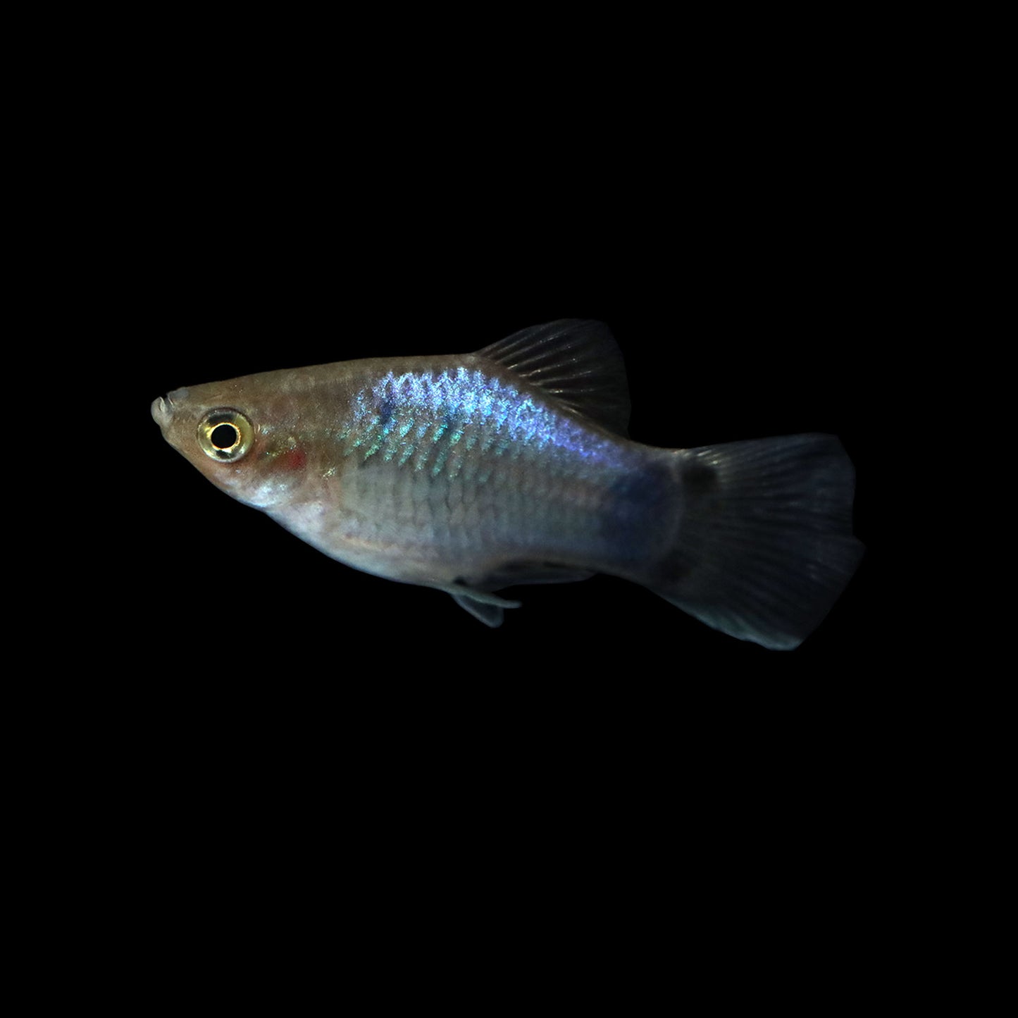Neon Blue Mickey Mouse Platy