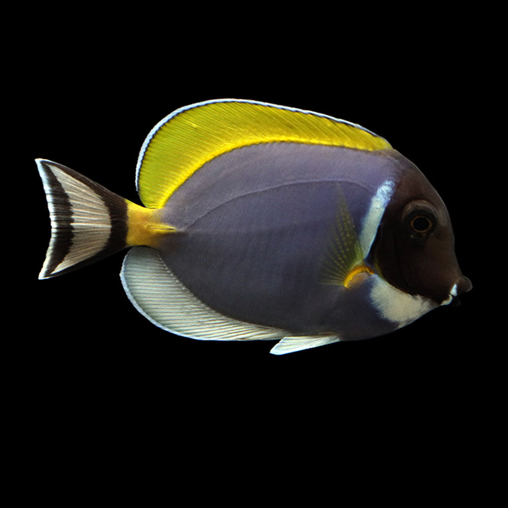 Powder Blue Tang (Acanthurus leucosternon)