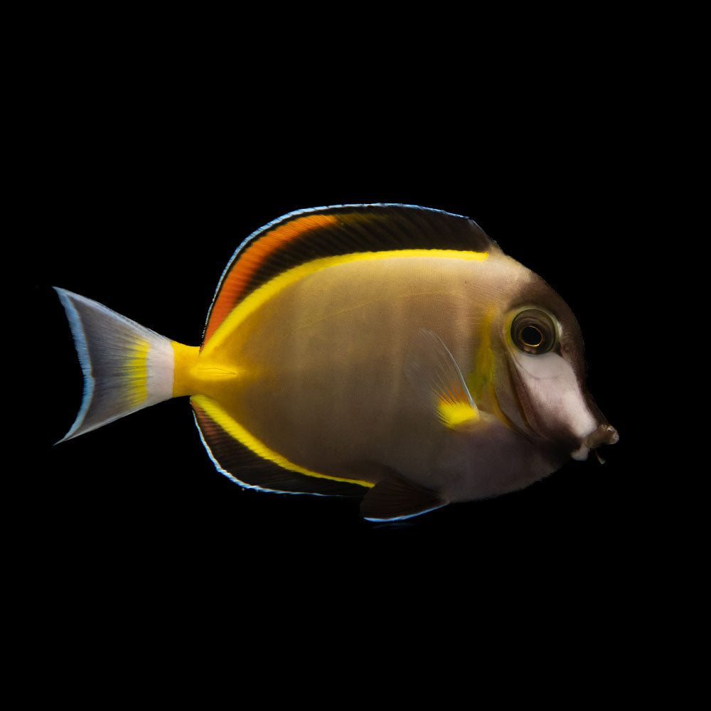 Powder Brown Tang (Acanthurus japonicus)
