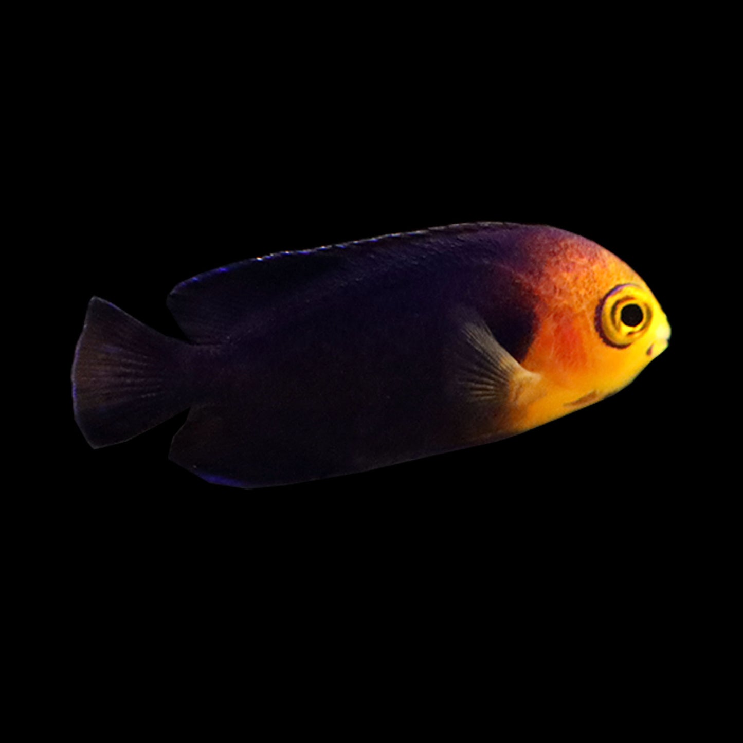 Pygmy Angel (Centropyge argi)