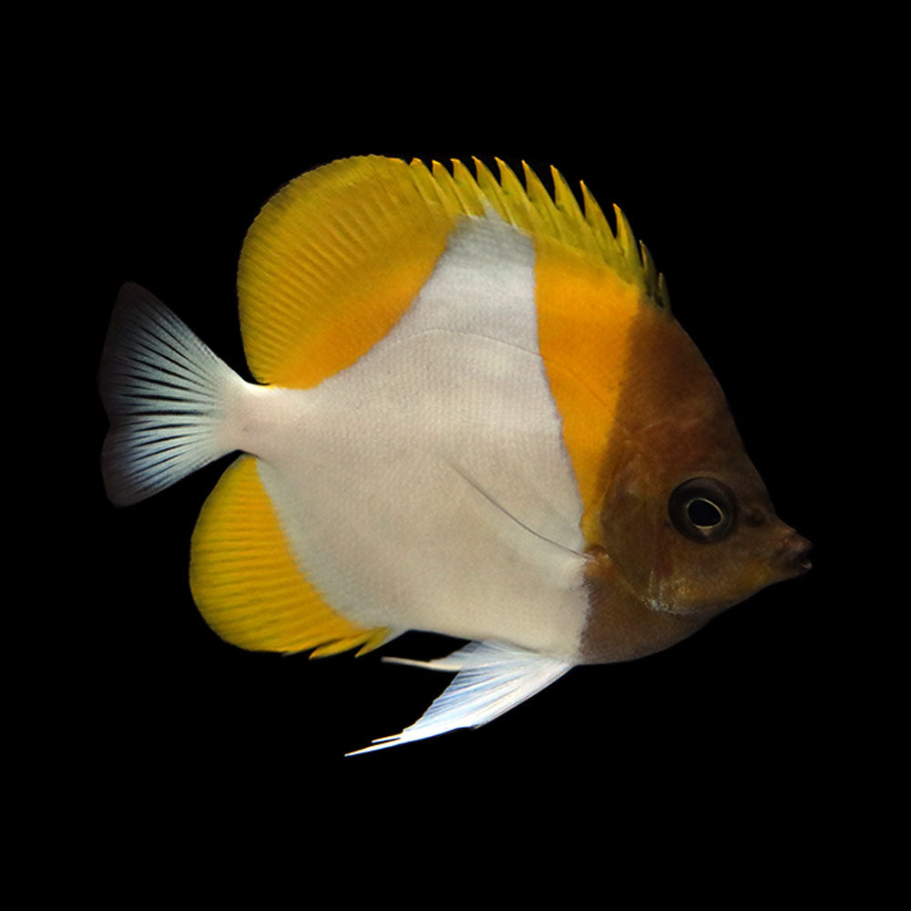 Pyramid Butterfly (Hemitaurichthys polylepis)