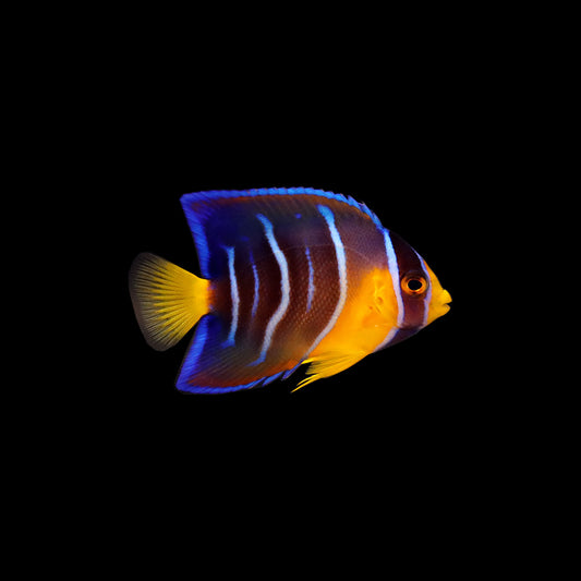 Queen Angelfish (Holacanthus ciliaris)