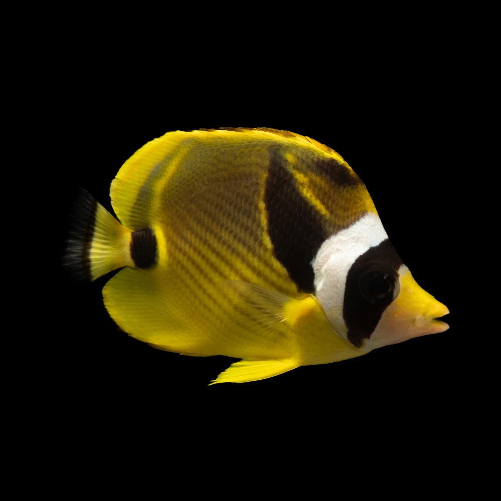 Raccoon Butterfly (Chaetodon lunula)