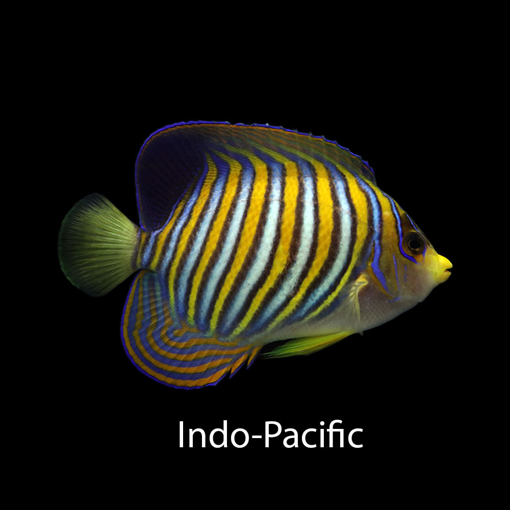 Regal Angelfish (Pygoplites diacanthus)