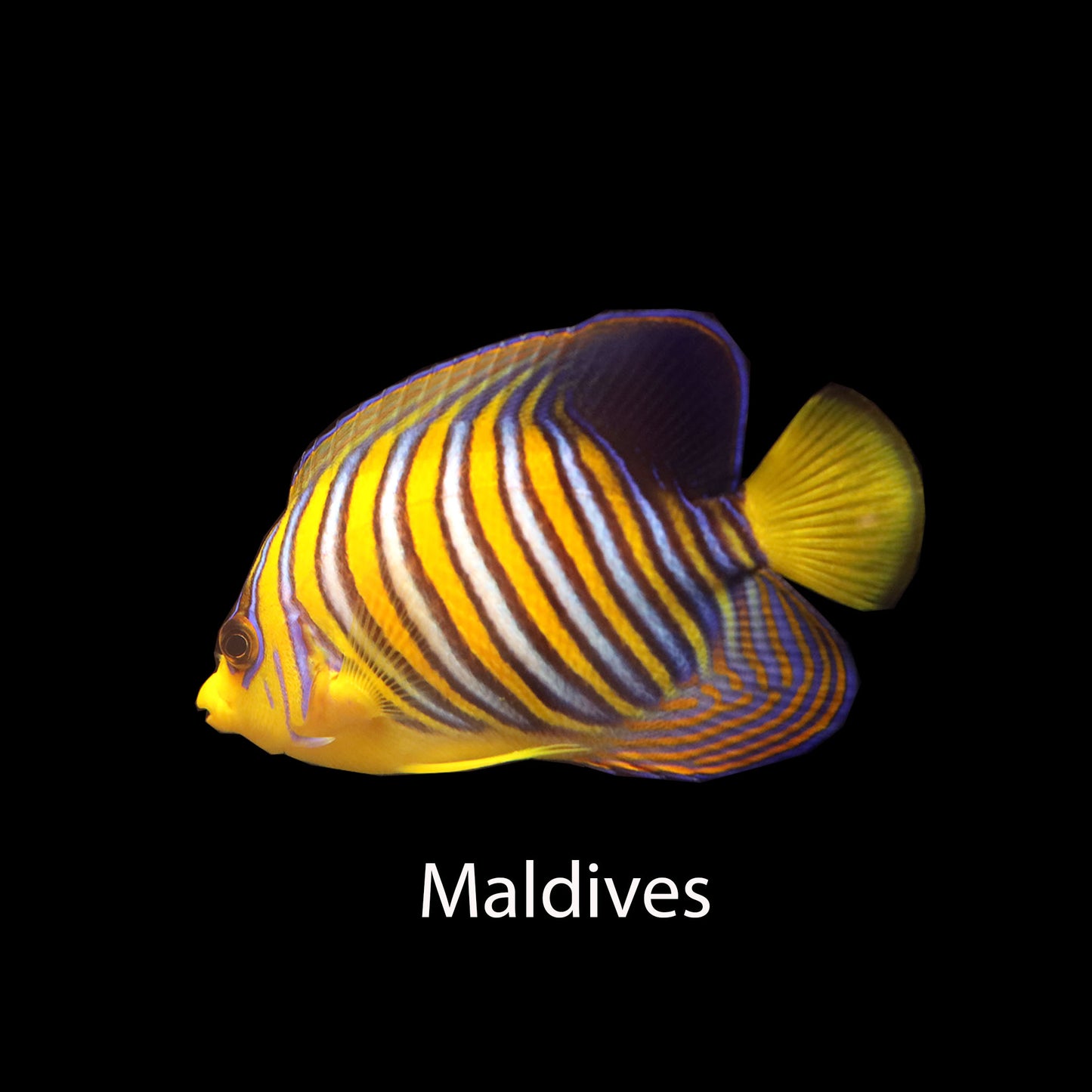 Regal Angelfish (Pygoplites diacanthus)