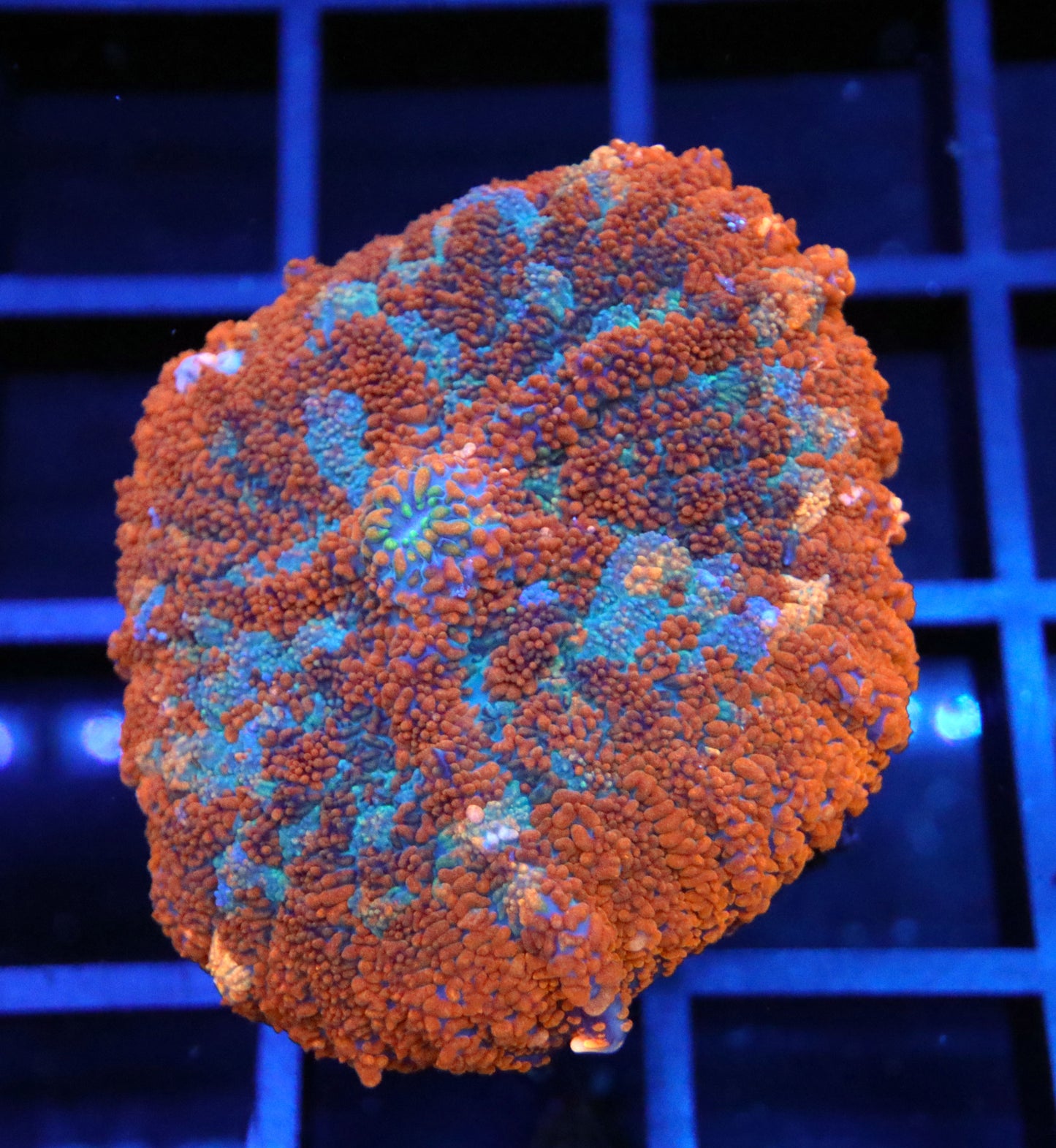 SUPER RED RHODACTIS