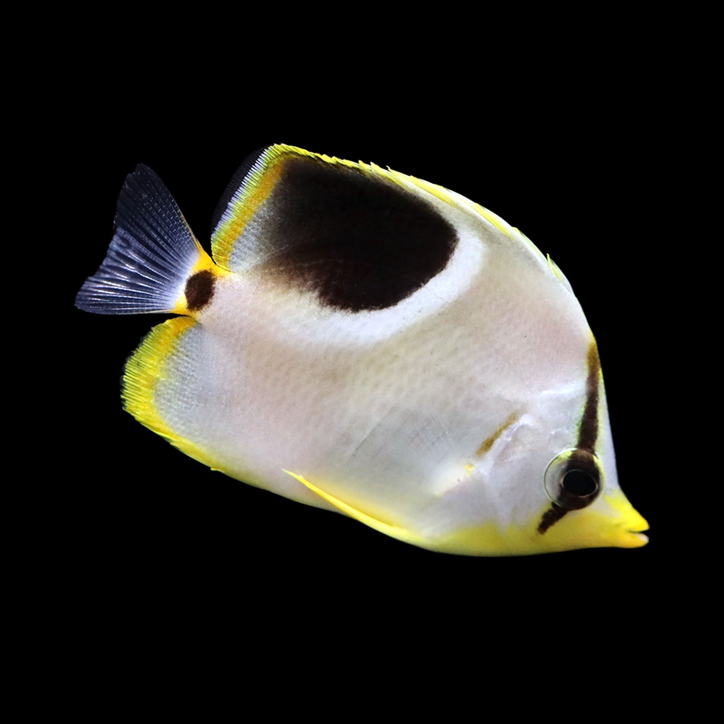 Saddleback Butterfly (Chaetodon ephippium)