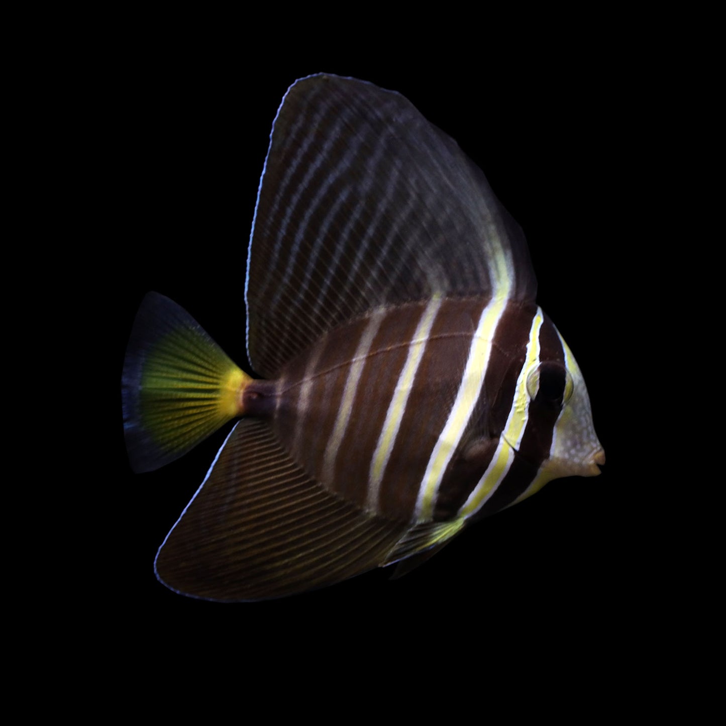 Sailfin Tang (Zebrasoma veliferum)