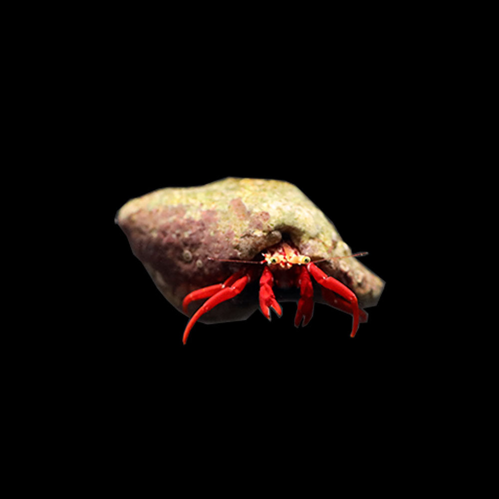 Scarlet Red Leg Hermit Crab (Paguristes cadenati)