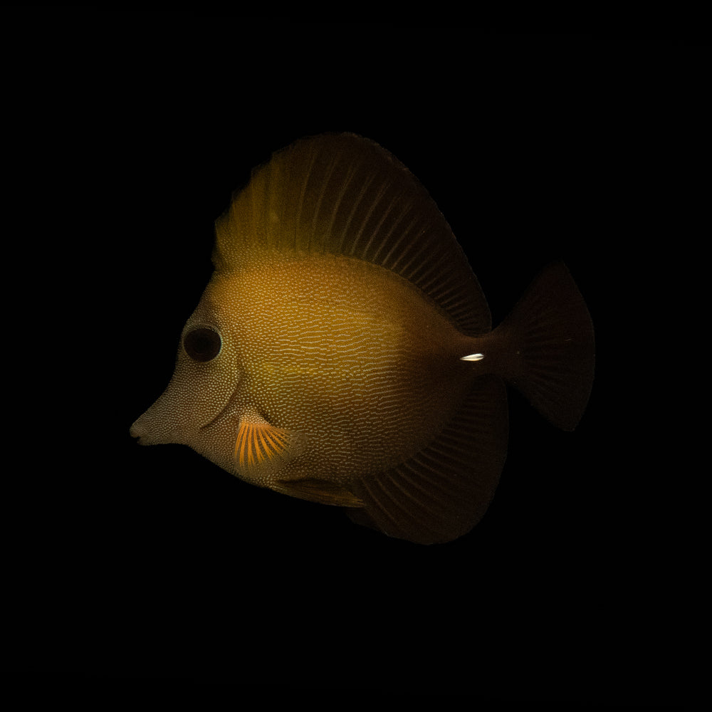Scopas Tang (Zebrasoma scopas)