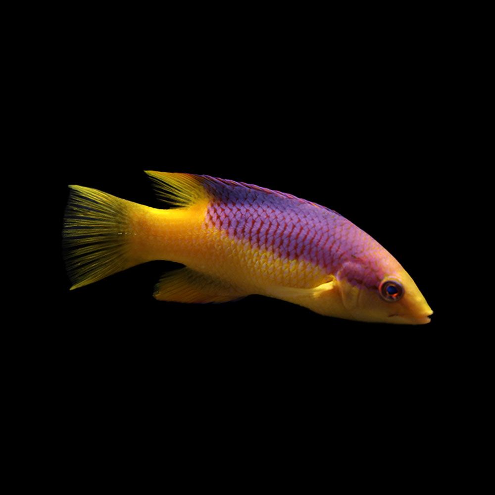 Spanish Hogfish (Bodianus rufus)