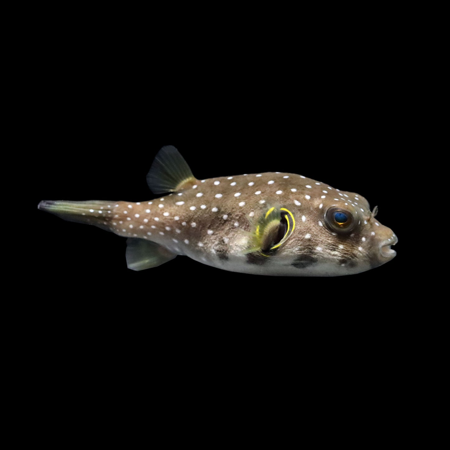 Stars and Stripes Puffer (Arothron hispidus)