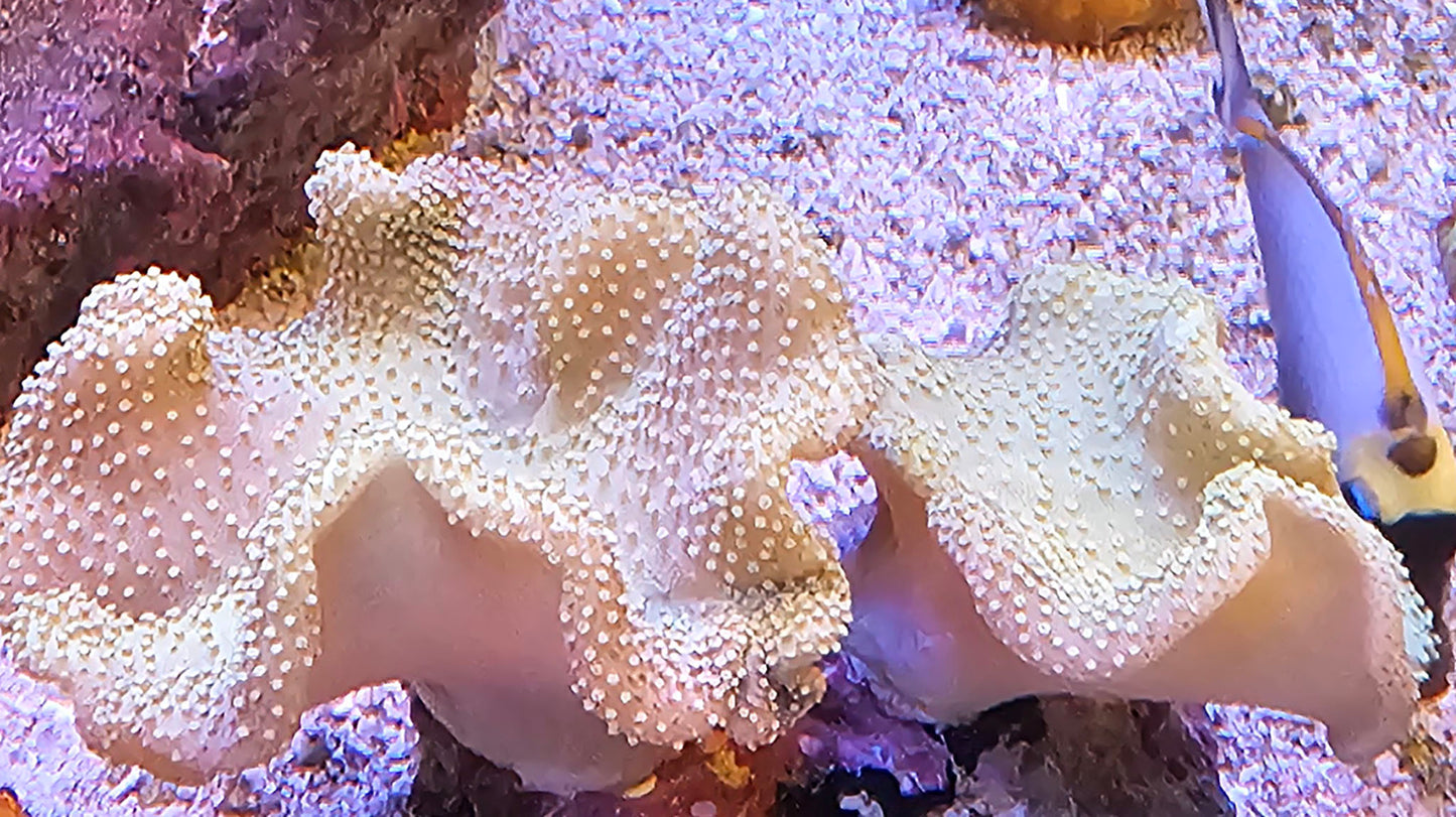 Fiji Yellow Toadstool Coral