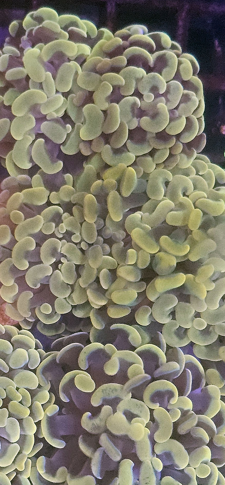 Gold Branching Hammer 1 Head Frag