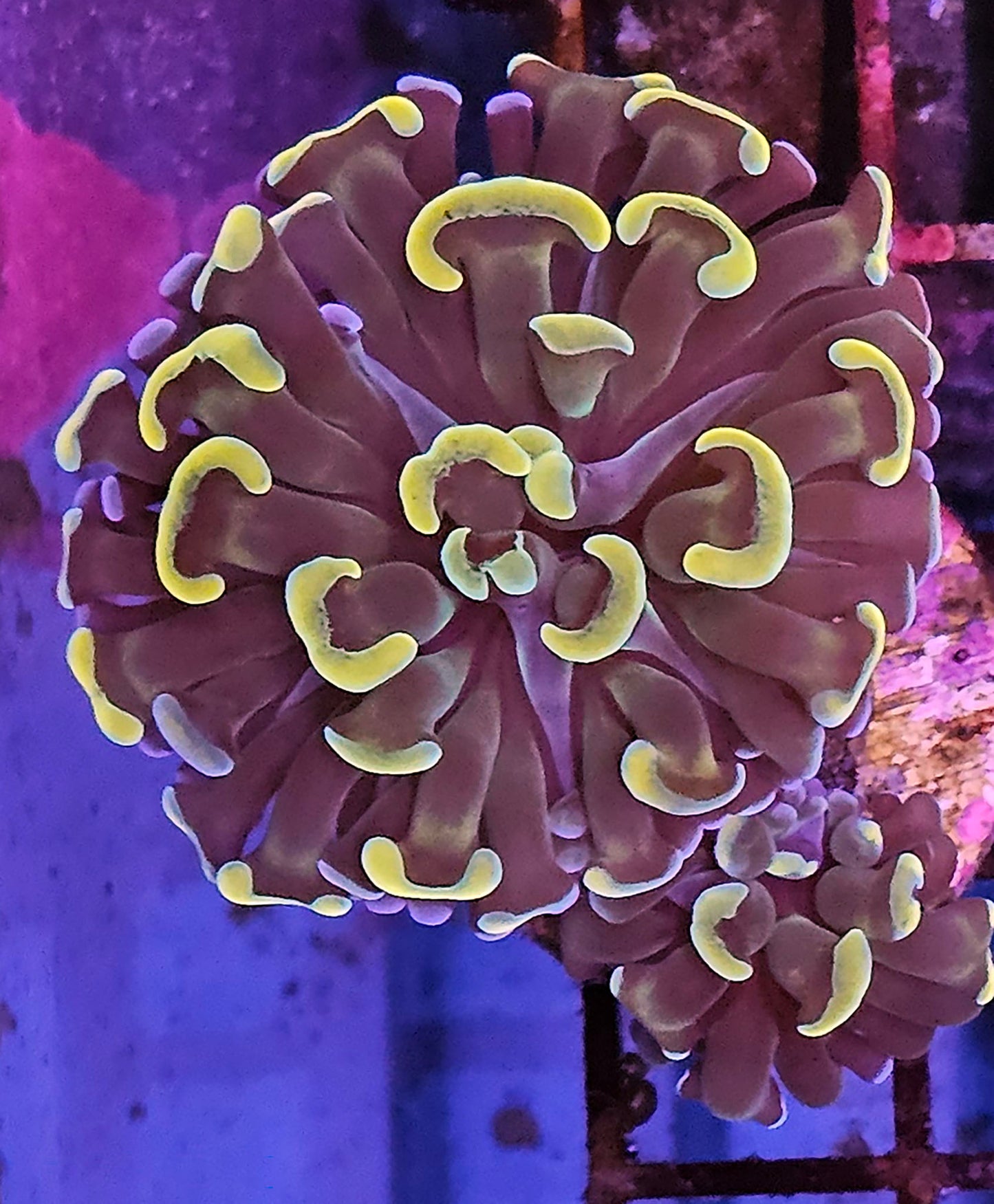 Orange and Gold Branching Hammer 1 Head Frag