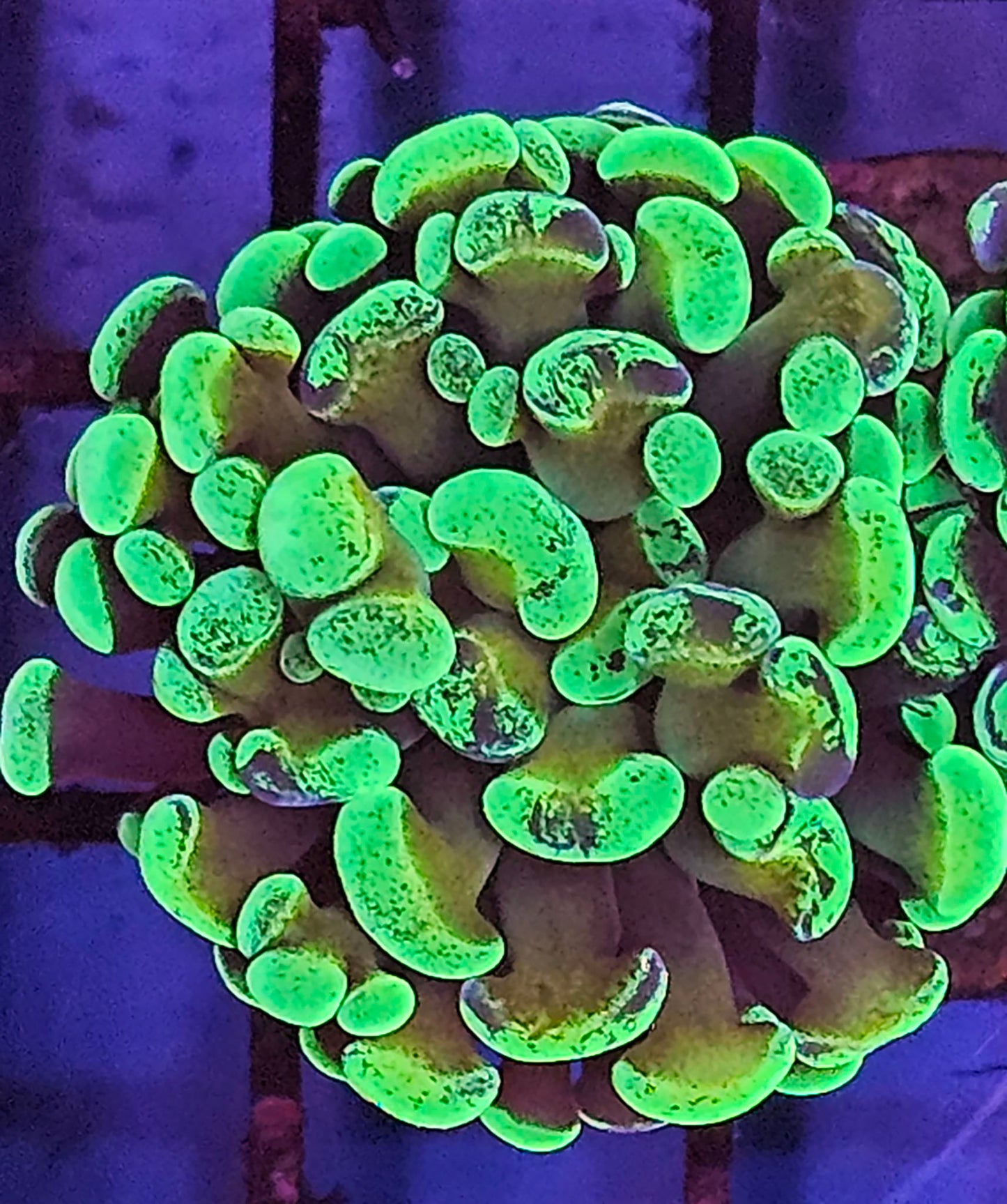 Green Splatter Hammer 1 Head Frag