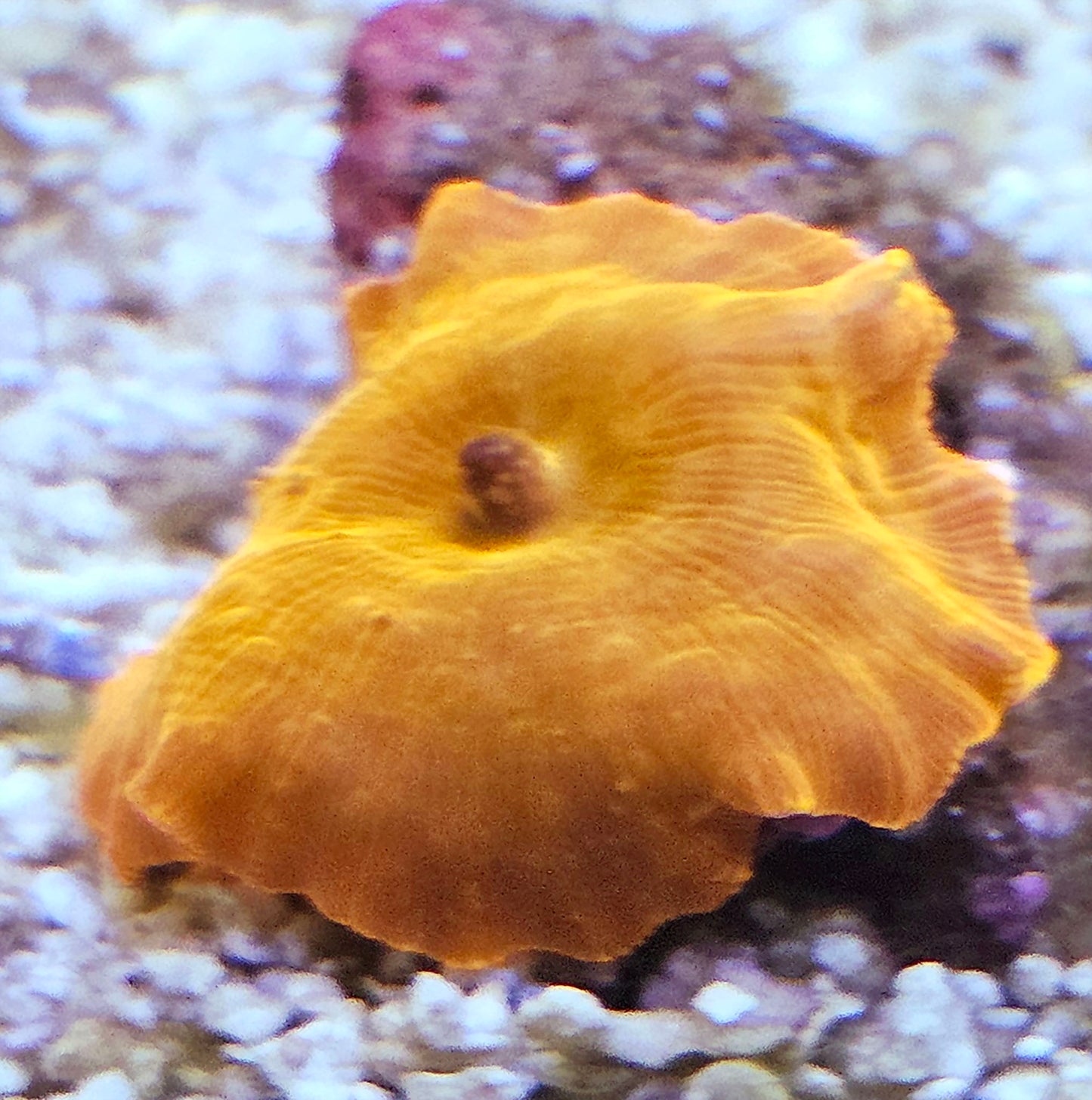 Red Mushroom Coral 1 Mushroom Frag