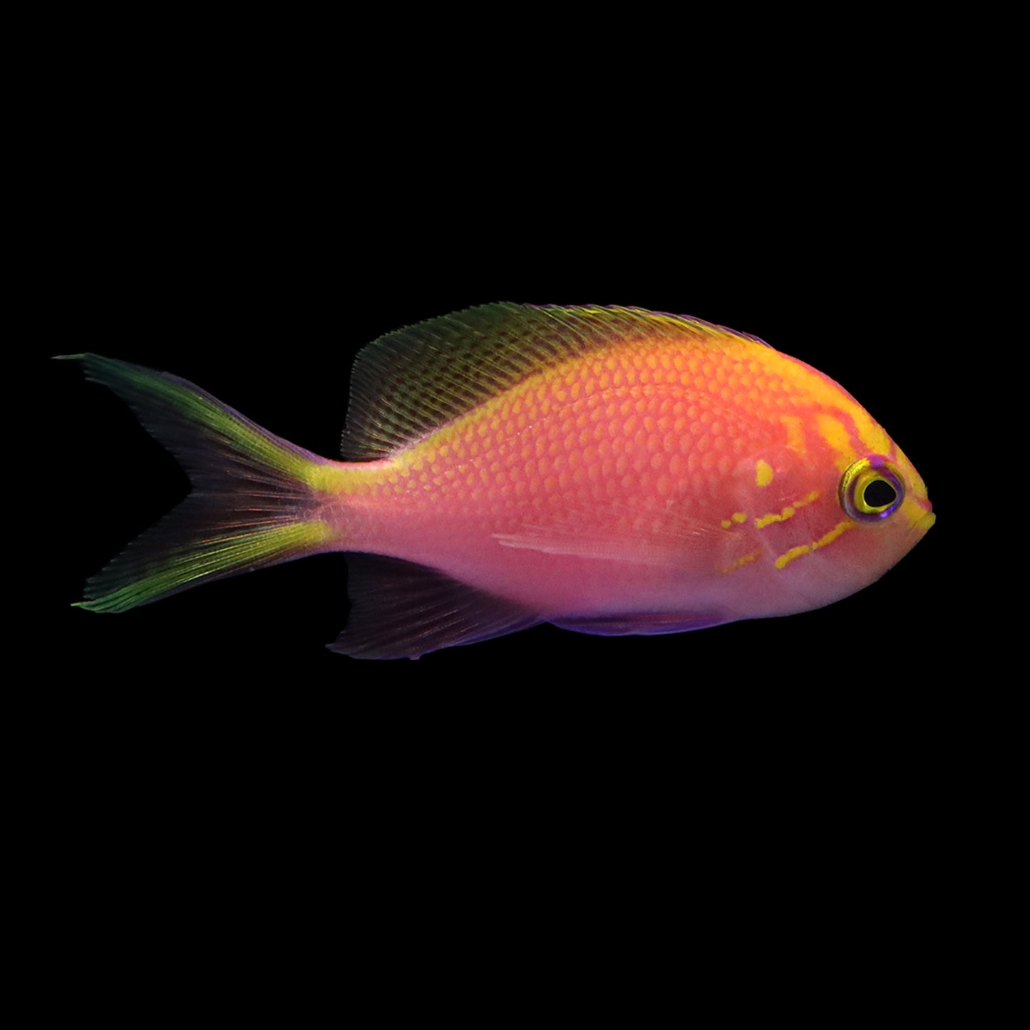 Sunburst Anthias (Serranocirrhitus latus)