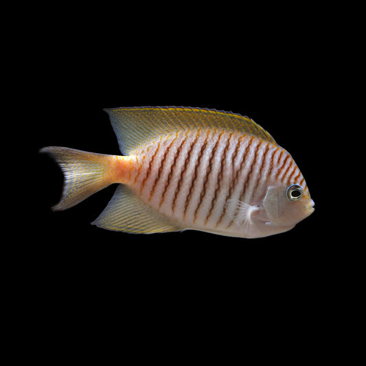 Swallowtail Angelfish (Genicanthus melanospilos)