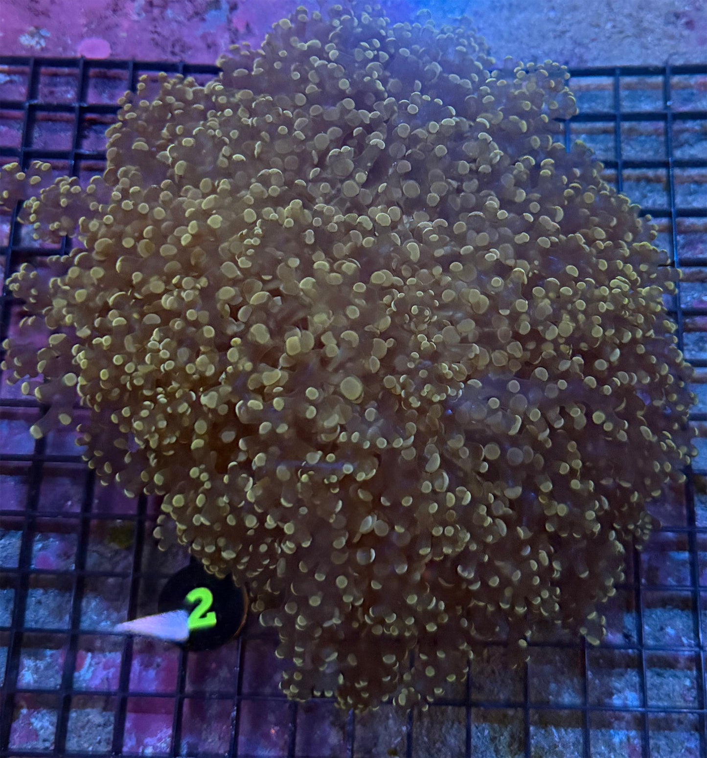 WYSIWYG 2 Bronze Octospawn