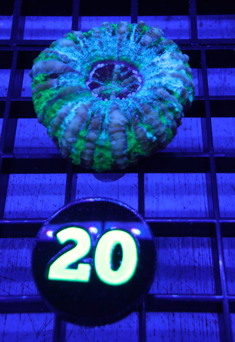 WYSIWYG 20 Ultra Button Scoly