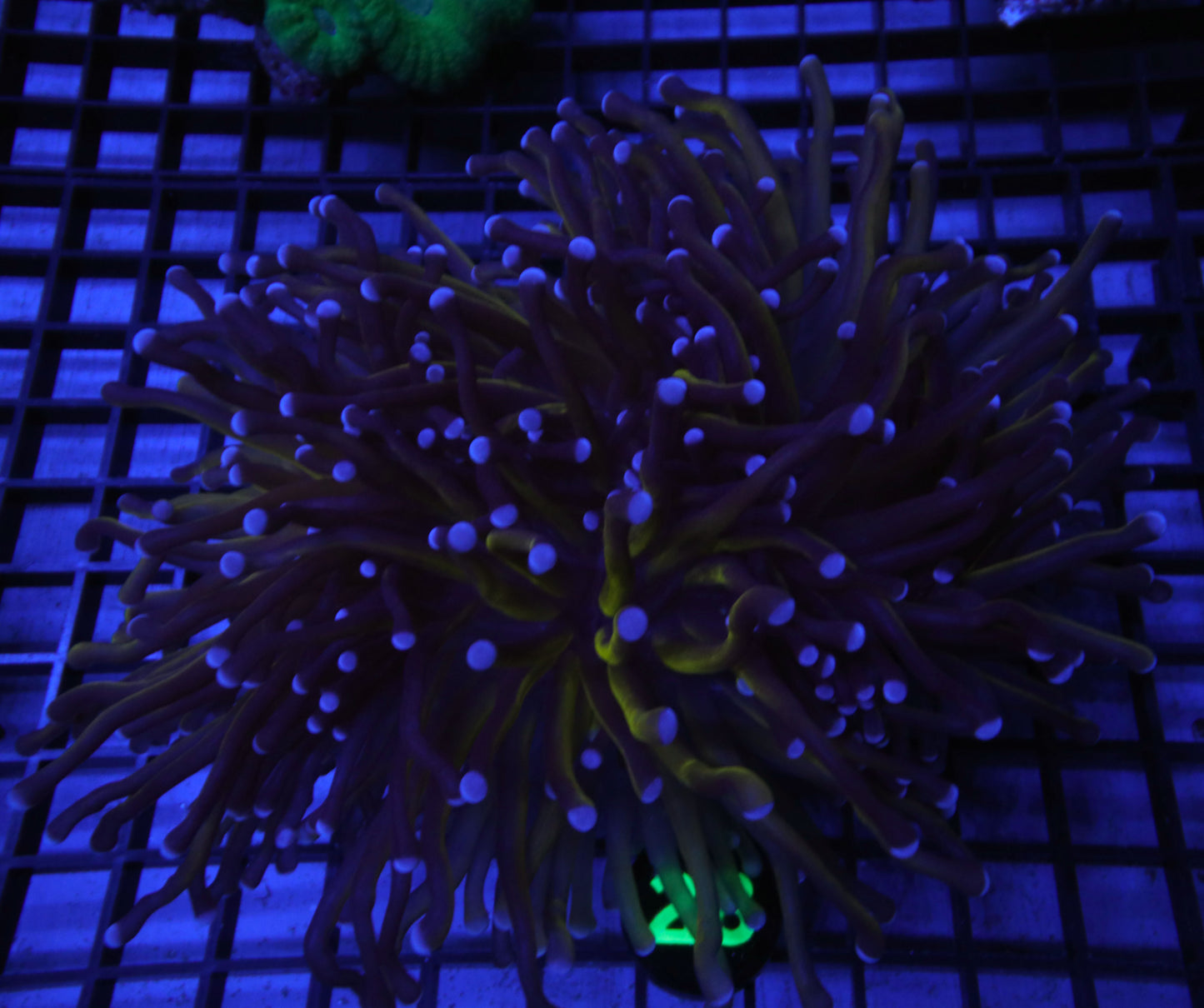 WYSIWYG 28 AUSSIE 24K GOLD TORCH 2 HUGE SPLITTING HEADS (ALMOST 4)