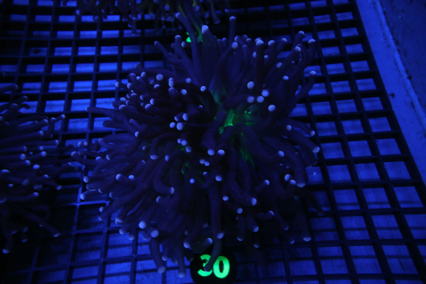 WYSIWYG 30 AUSSIE JOKER TORCH 1 HUGE SPLITTING HEAD (ALMOST 2 )