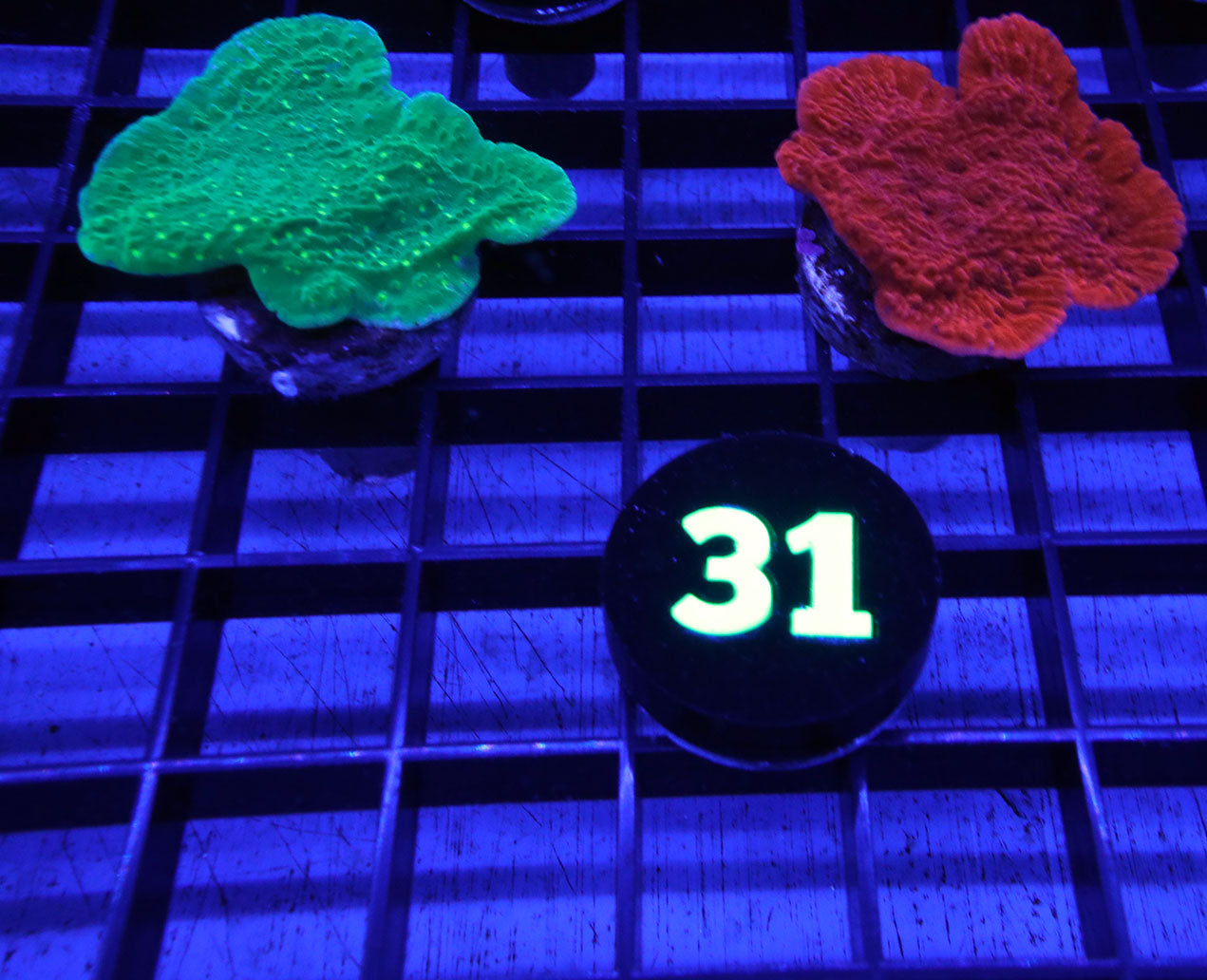WYSIWYG 31 FRAG PACK 2 LOT RED MONTIPORA CAP AND TOXIC GLOW MONTIPORA