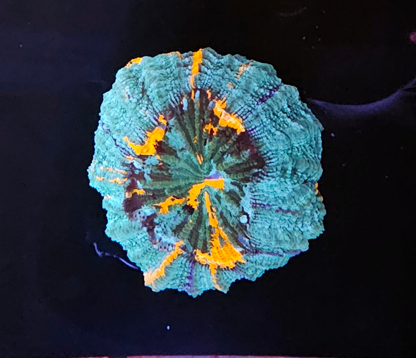 WYSIWYG Acanthophyllia 1