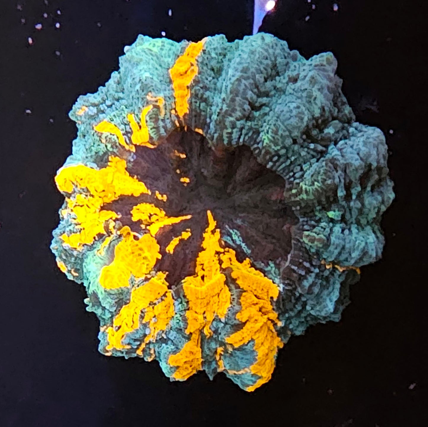 WYSIWYG Acanthopyllia 2 3in