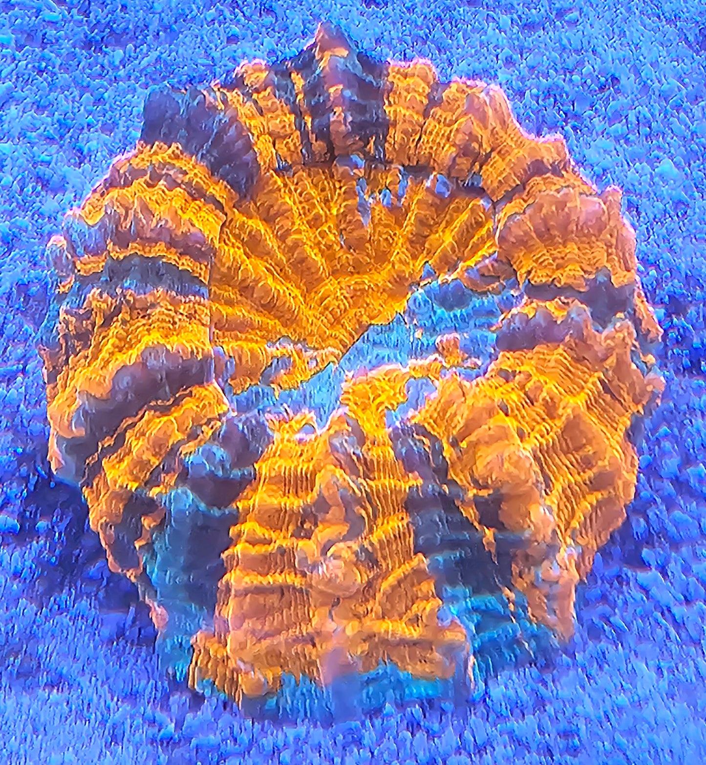 WYSIWYG Acanthophyllia 5 3in