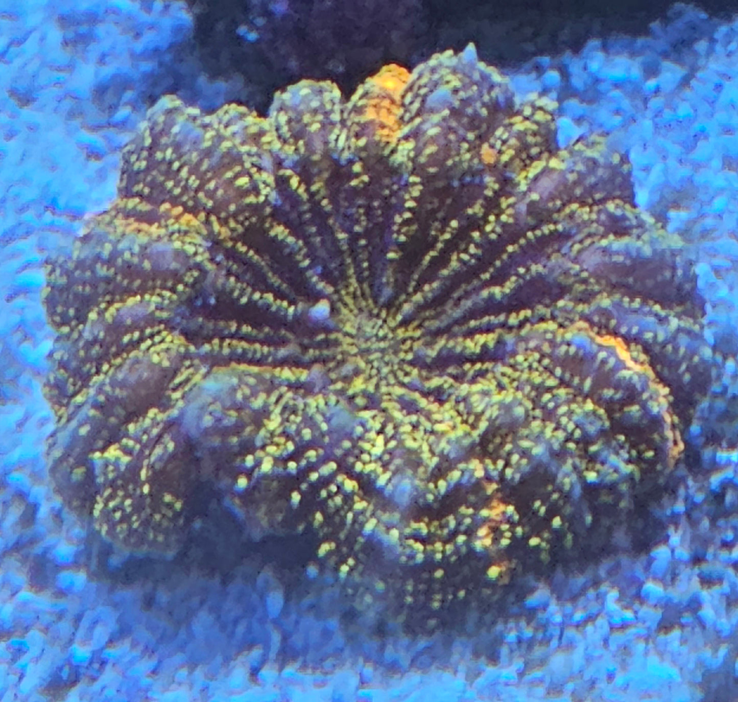 WYSIWYG Acanthophyllia 6 2in