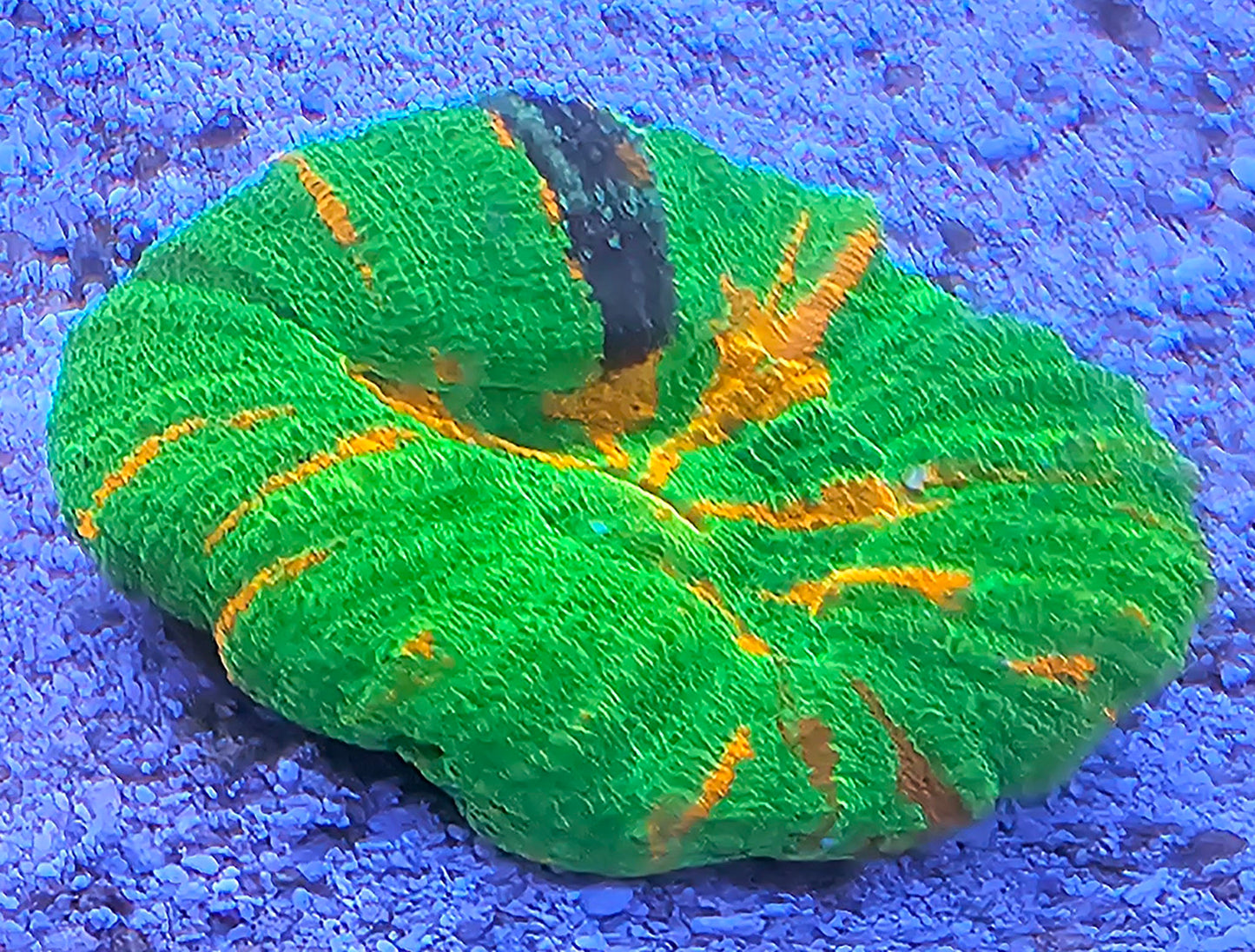 WYSIWYG Bleeding Apple Scolymia 1 2in