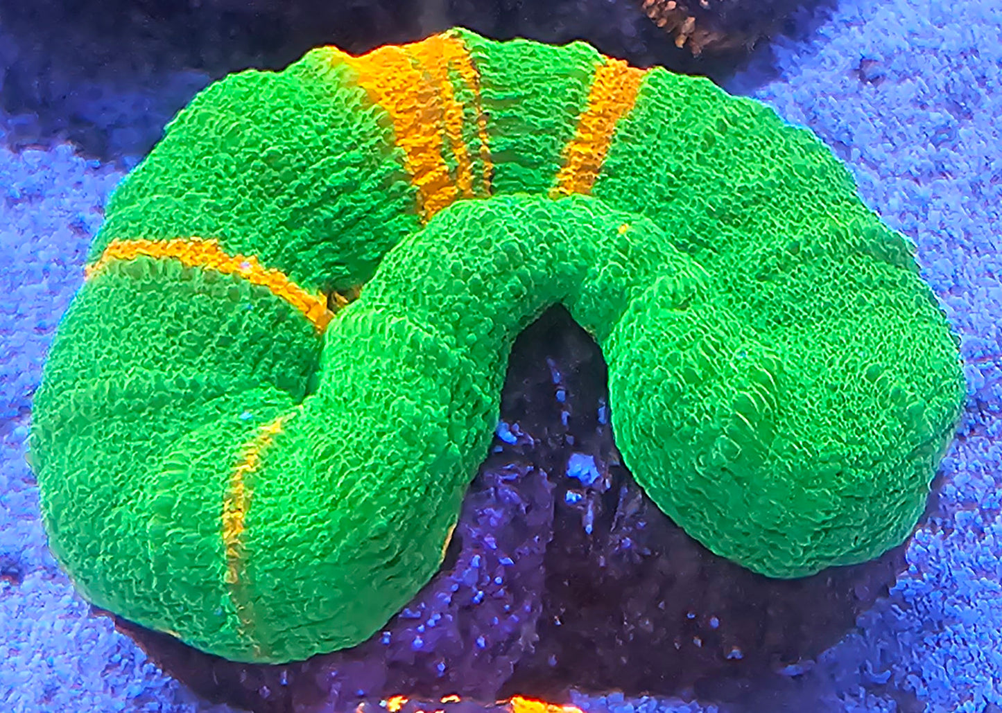 WYSIWYG Bleeding Apple Scolymia 2 2in