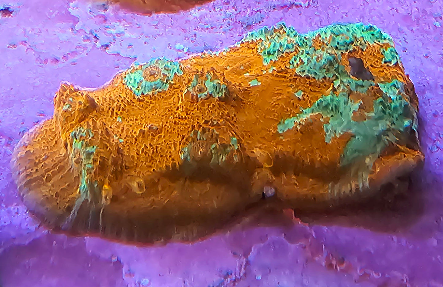 WYSIWYG Chalice 2 4in