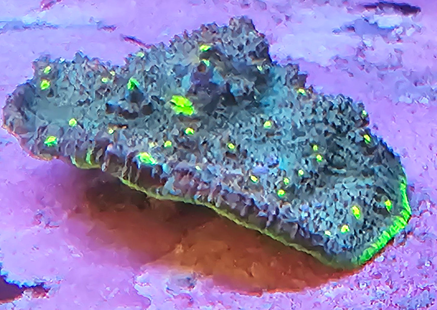 WYSIWYG Chalice 3 3in