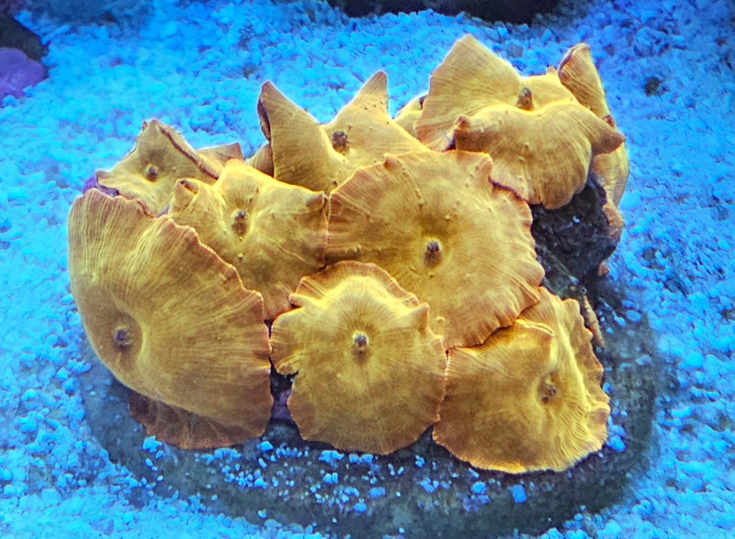 WYSIWYG Ironman Mushroom Colony 1 12pcs