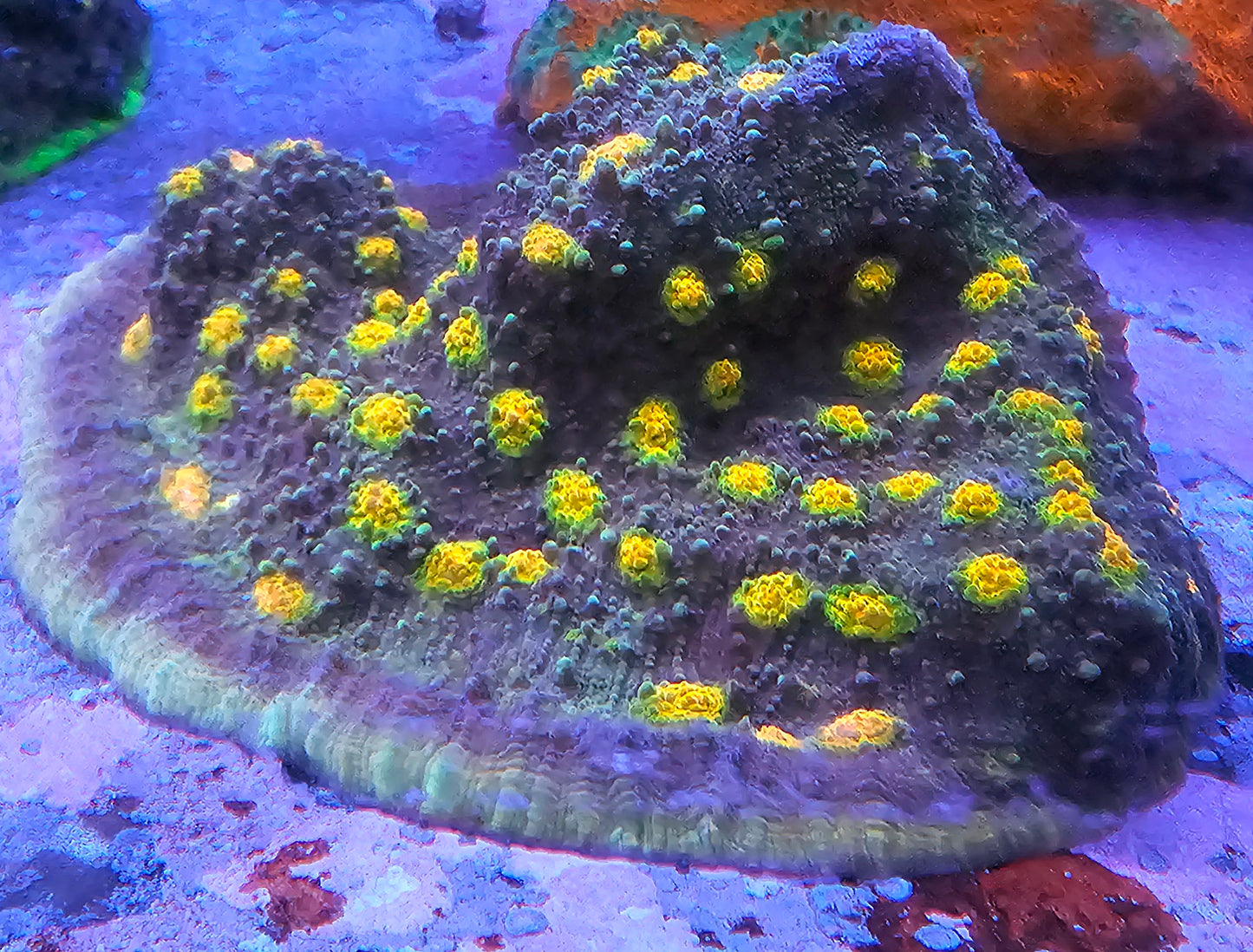 WYSIWYG Mummy Eye Chalice 1 4in