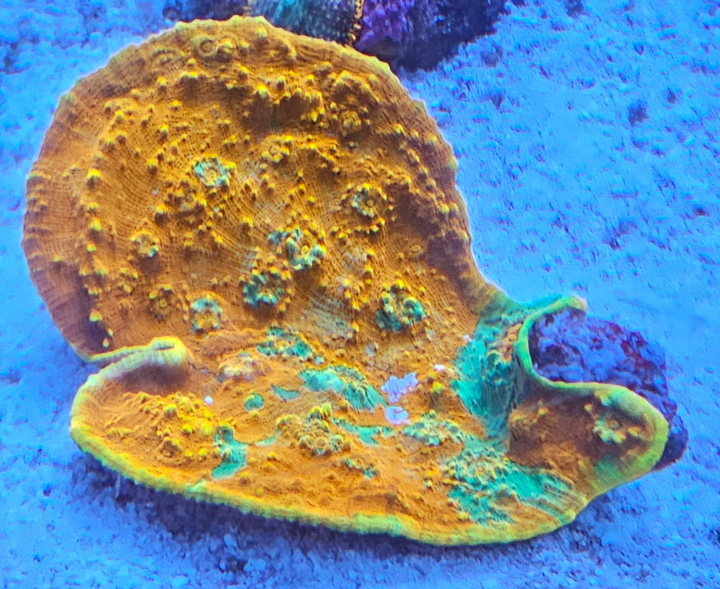 WYSIWYG Oxypora 1 4in